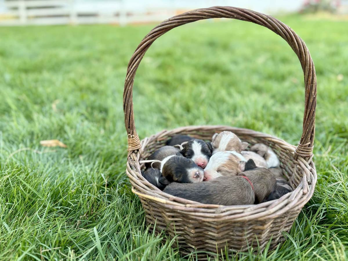 Border Collie Puppies breeder image 5
