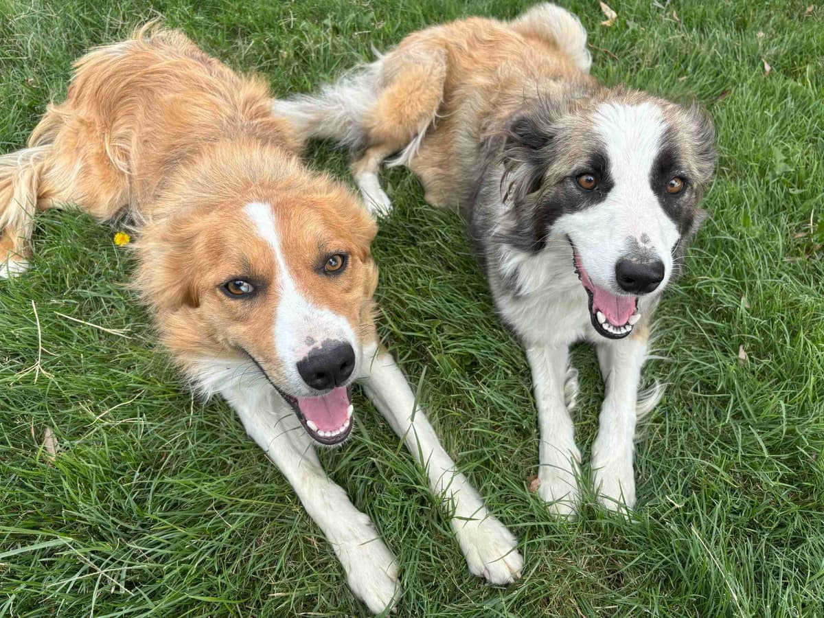 Border Collie Puppies breeder image 2