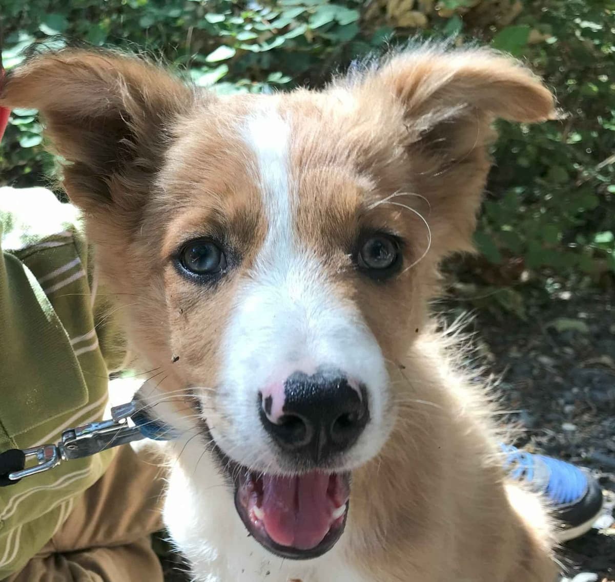 Border Collie Puppies breeder image 4