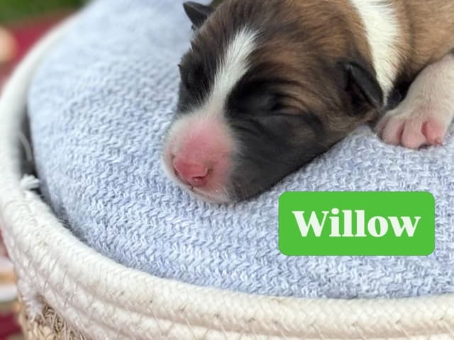 Border Collie Puppies media 3