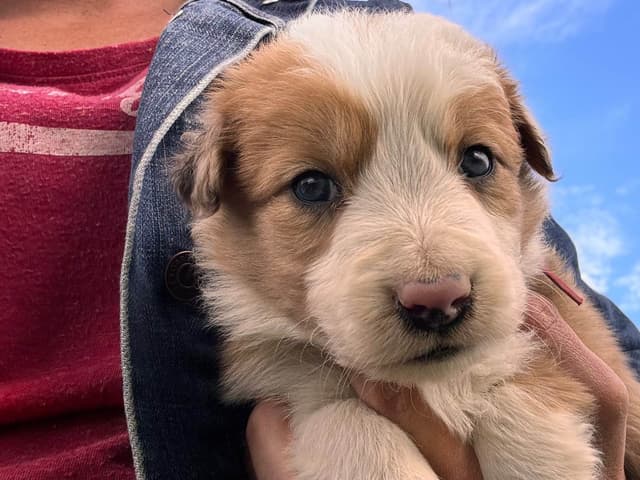 Border Collie Puppies media 2