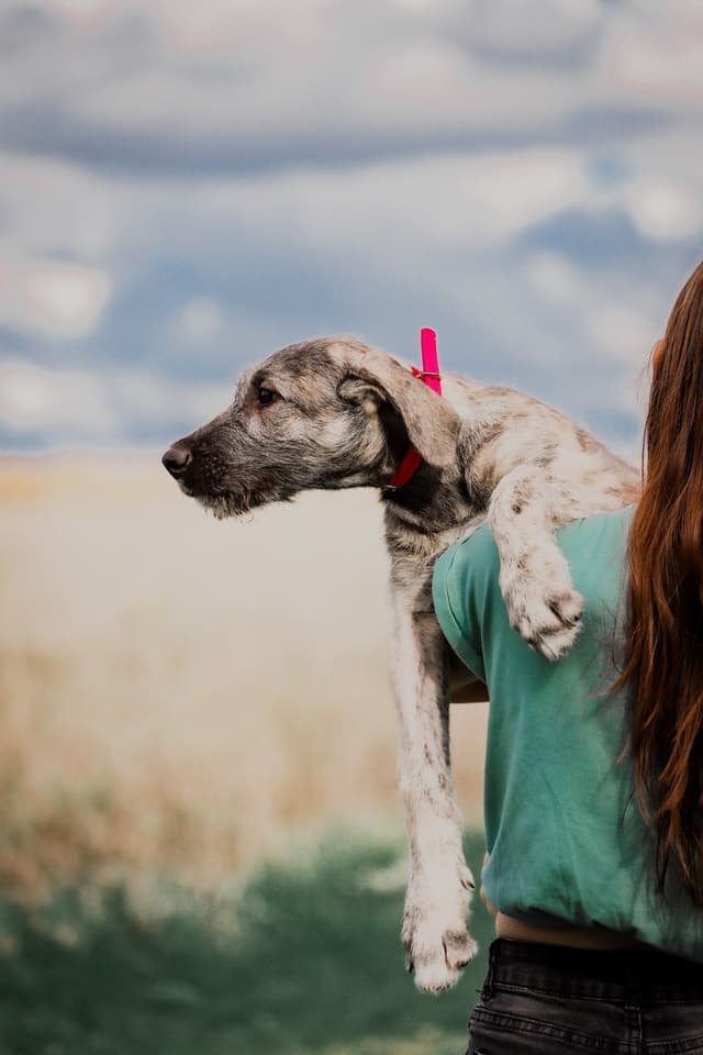Irish Wolfhound Puppies, Big and Sweet media 4
