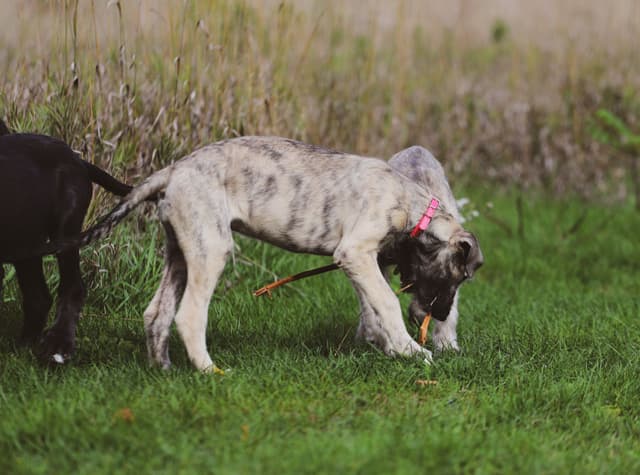 Irish Wolfhound Puppies, Big and Sweet media 5