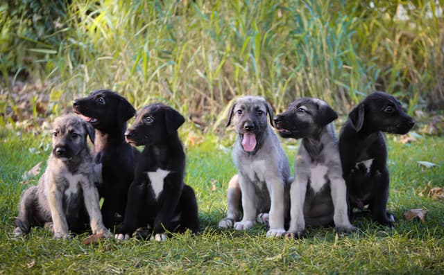 Irish Wolfhound Puppies, Big and Sweet media 6