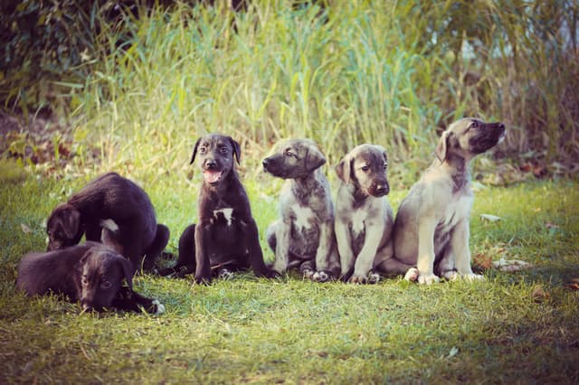 Irish Wolfhound Puppies, Big and Sweet media 7