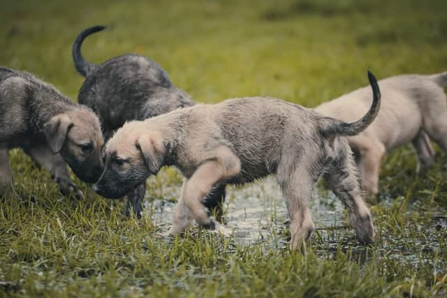 Irish Wolfhound Puppies, Big and Sweet media 8