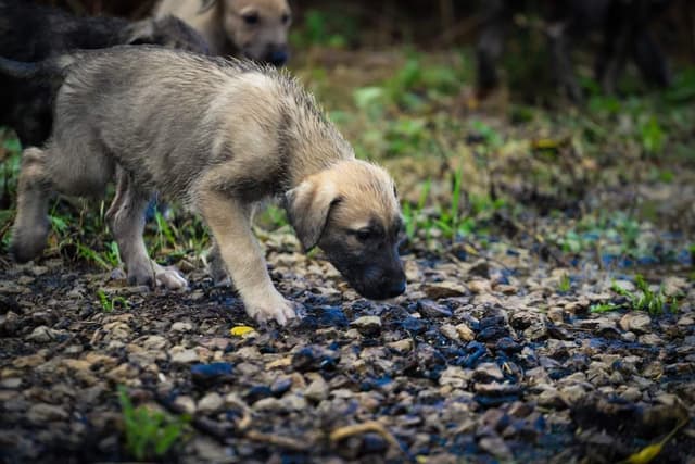 Irish Wolfhound Puppies, Big and Sweet media 9