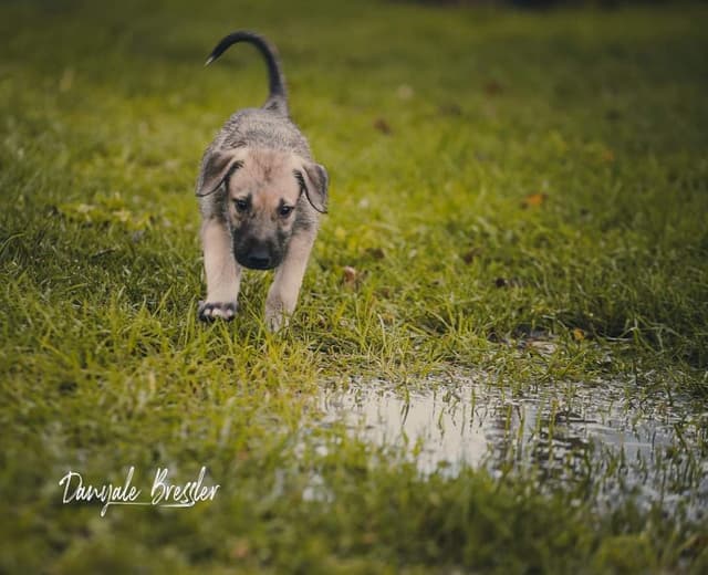 Irish Wolfhound Puppies, Big and Sweet media 12