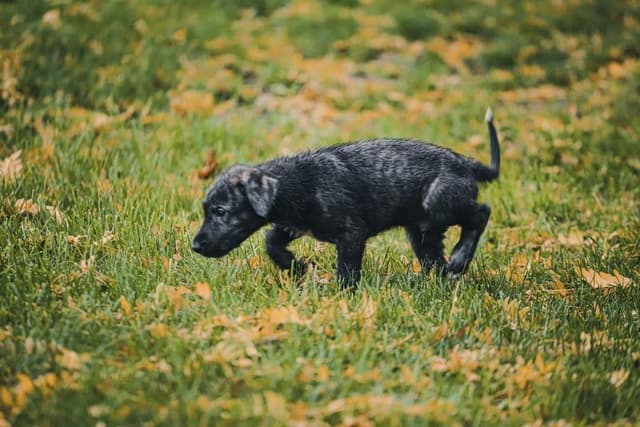 Irish Wolfhound Puppies, Big and Sweet media 14