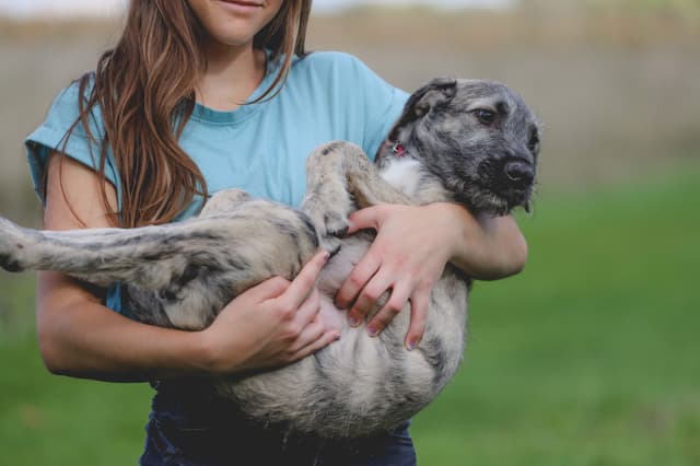 Irish Wolfhound Puppies, Big and Sweet media 15