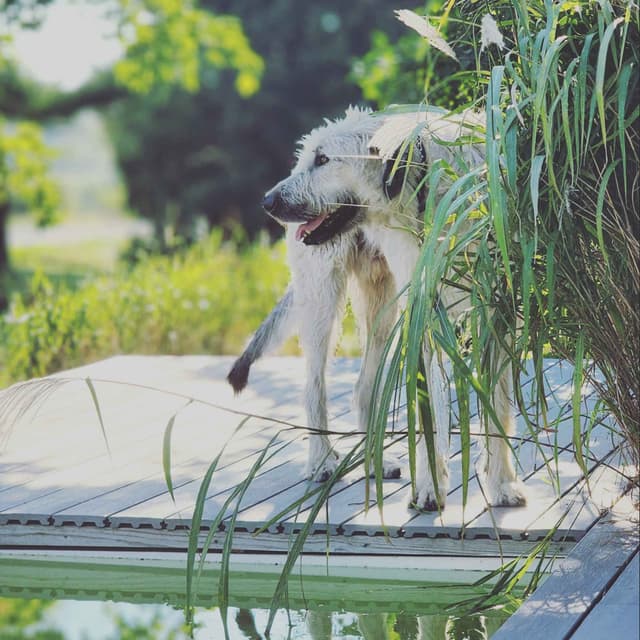 Irish Wolfhound Puppies, Big and Sweet media 16