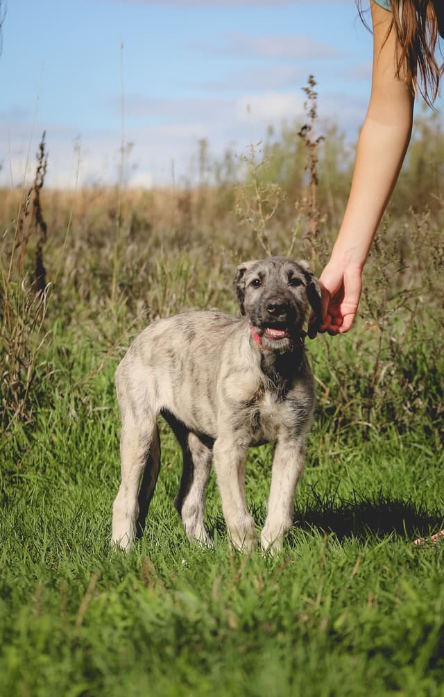 Irish Wolfhound Puppies, Big and Sweet media 17