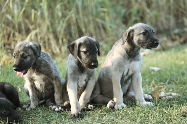 Irish Wolfhound Puppies, Big and Sweet media 20