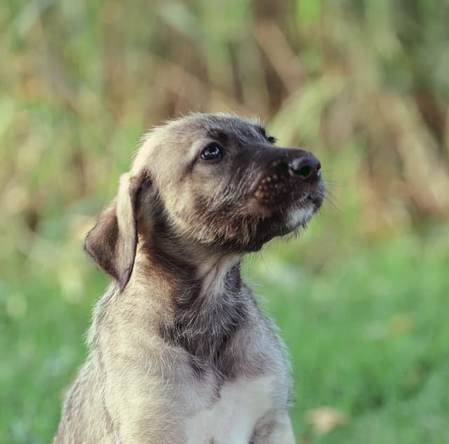 Irish Wolfhound Puppies, Big and Sweet media 19