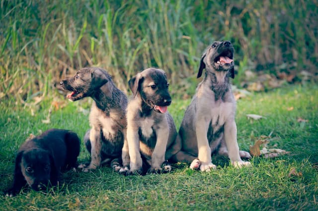 Irish Wolfhound Puppies, Big and Sweet media 18
