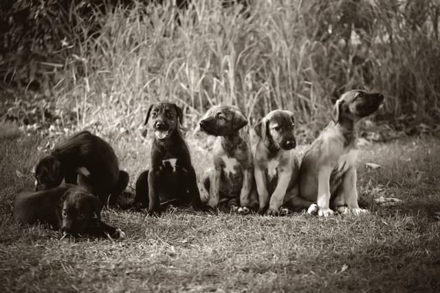 Irish Wolfhound Puppies, Big and Sweet media 21