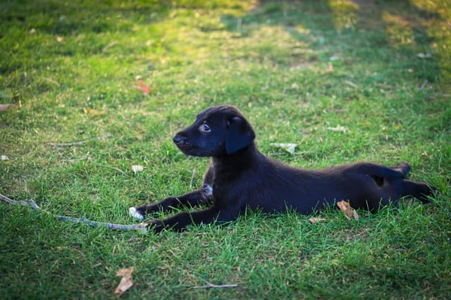 Irish Wolfhound Puppies, Big and Sweet media 22