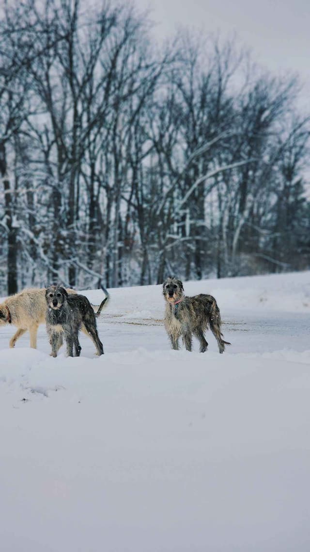Irish Wolfhound Puppies, Big and Sweet media 23