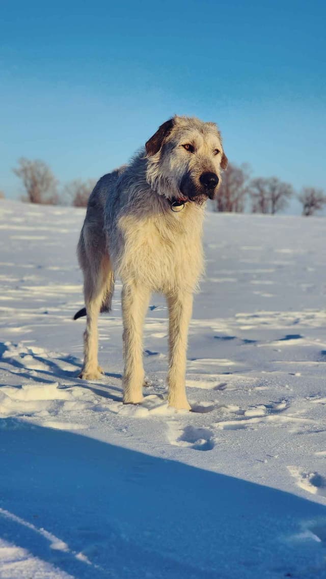Irish Wolfhound Puppies, Big and Sweet media 24