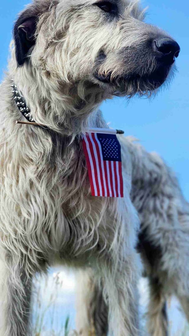 Irish Wolfhound Puppies, Big and Sweet media 26