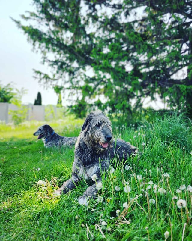 Irish Wolfhound Puppies, Big and Sweet media 27