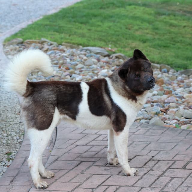 Playful & Adorable Akita Puppies media 2