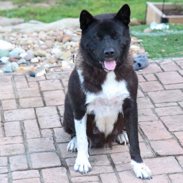 Playful & Adorable Akita Puppies media 3