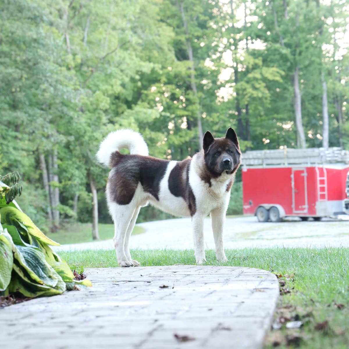 Playful & Adorable Akita Puppies breeder image 1