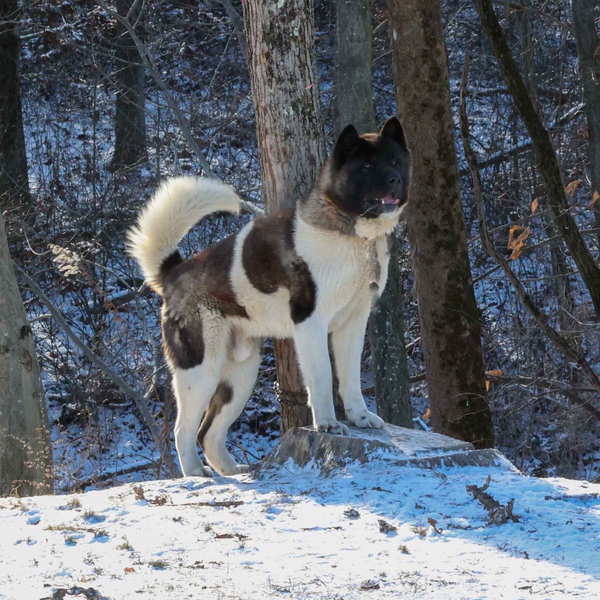 Playful & Adorable Akita Puppies breeder image 3