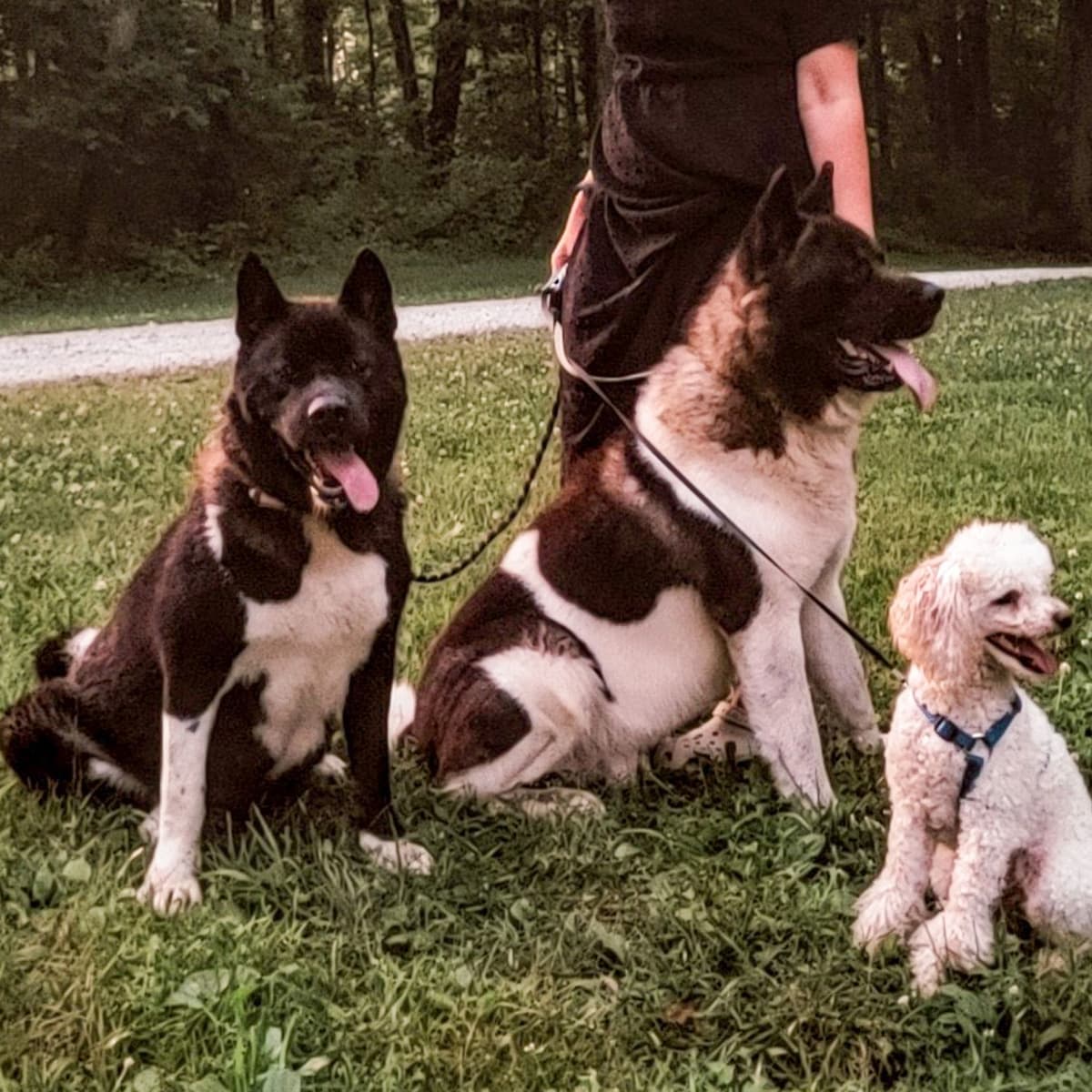 Playful & Adorable Akita Puppies breeder image 4