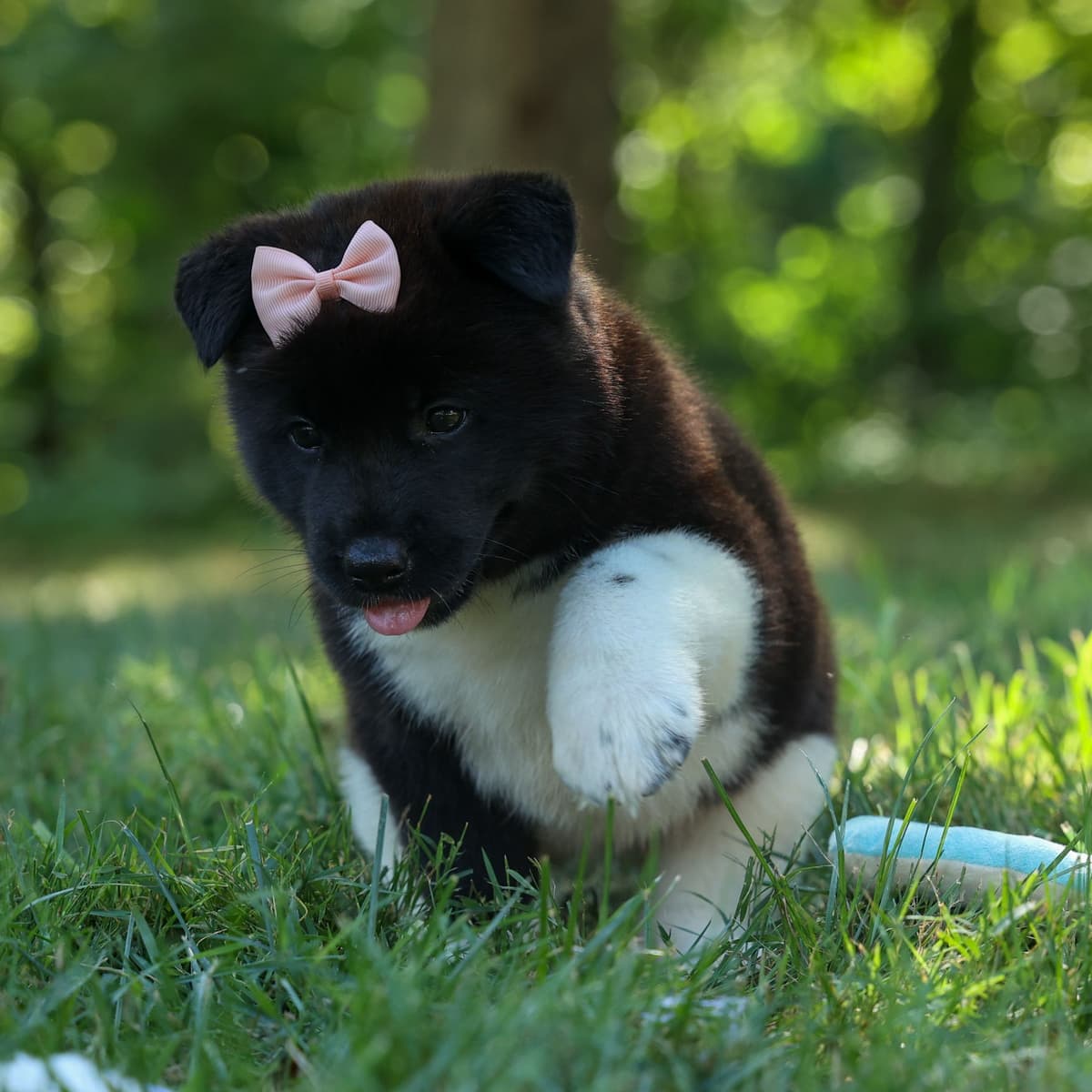 Playful & Adorable Akita Puppies breeder image 6