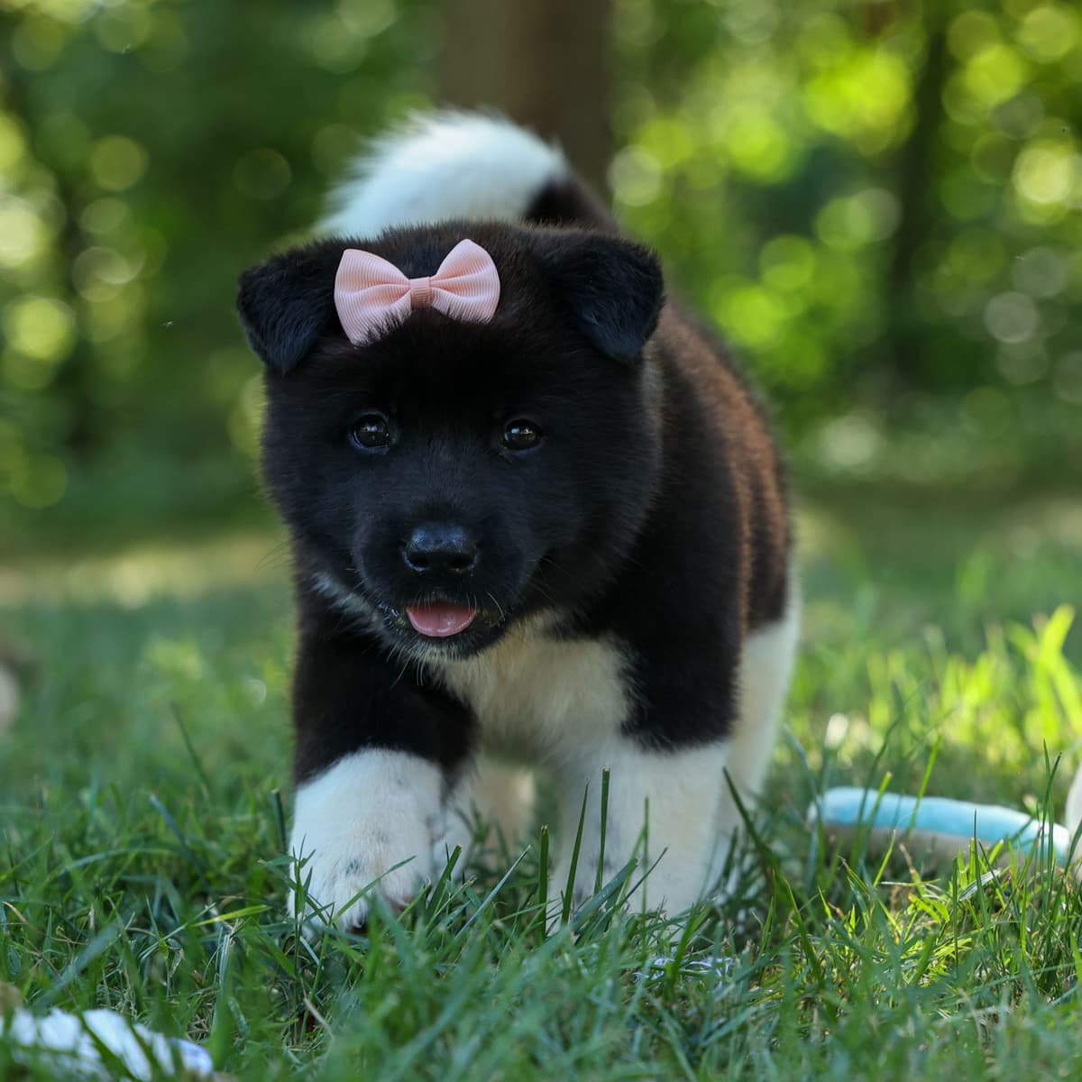 Playful & Adorable Akita Puppies breeder image 7