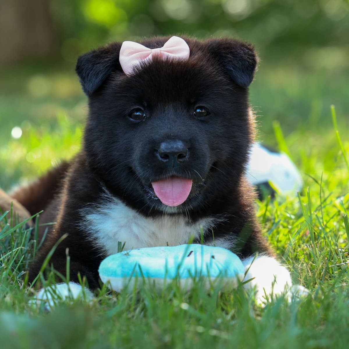 Playful & Adorable Akita Puppies breeder image 9