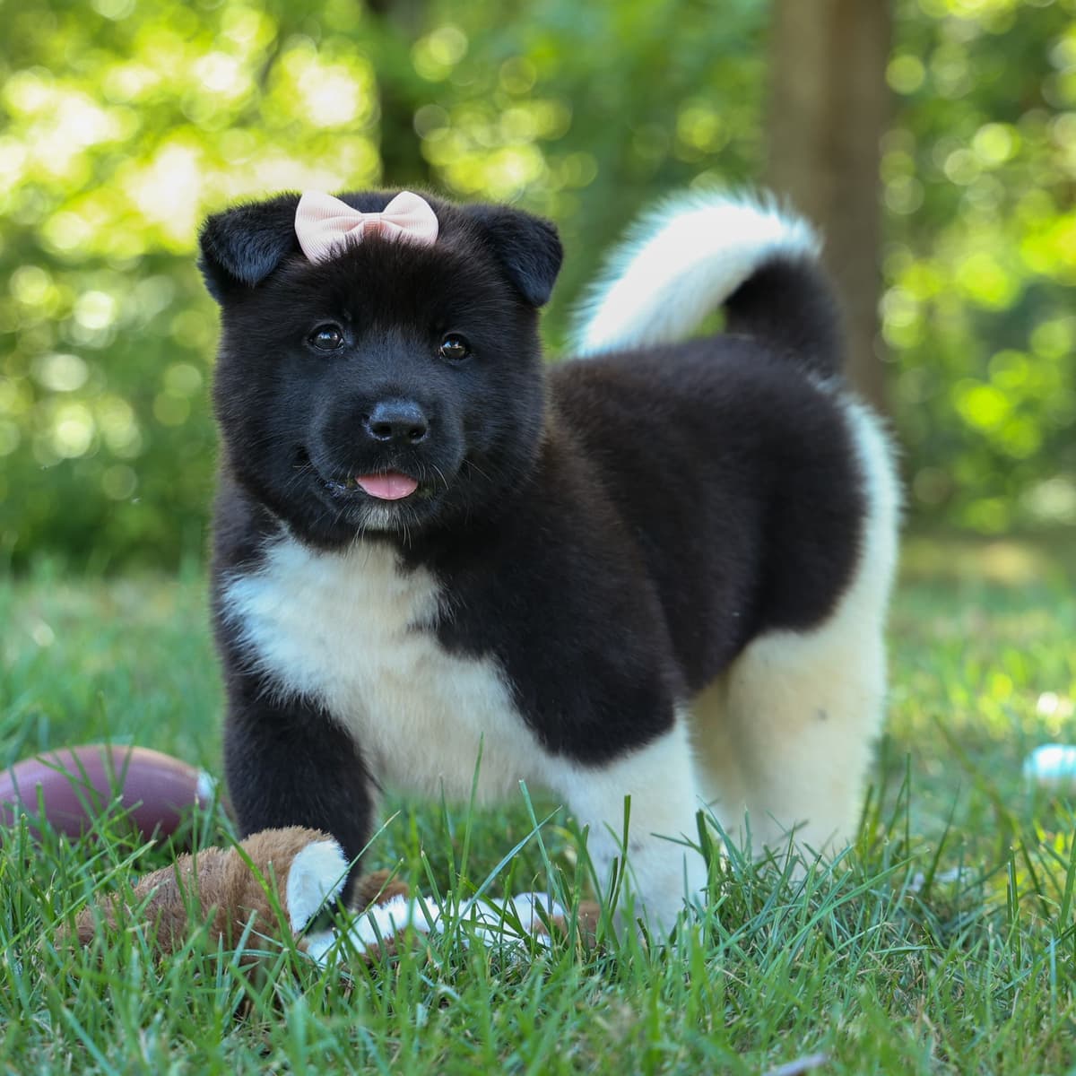 Playful & Adorable Akita Puppies breeder image 10