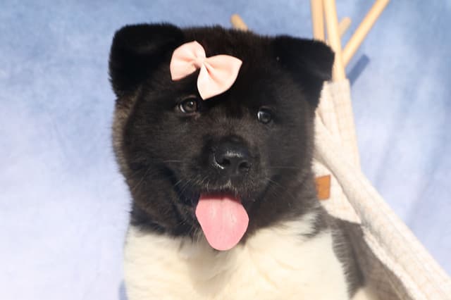 Playful & Adorable Akita Puppies media 4