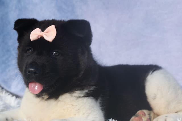 Playful & Adorable Akita Puppies media 5