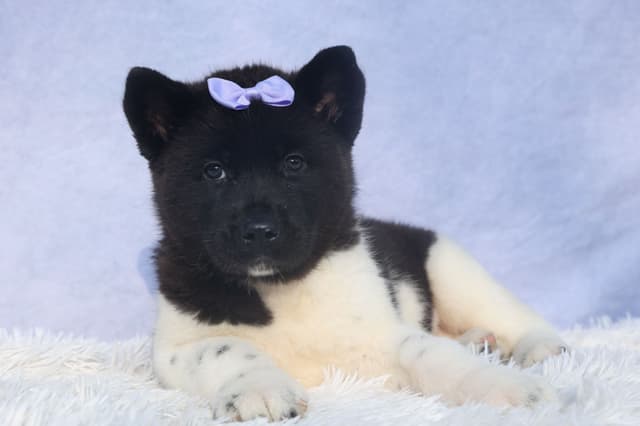 Playful & Adorable Akita Puppies media 6