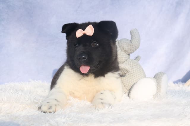 Playful & Adorable Akita Puppies media 7