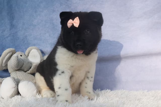 Playful & Adorable Akita Puppies media 8