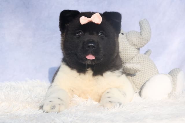 Playful & Adorable Akita Puppies media 9