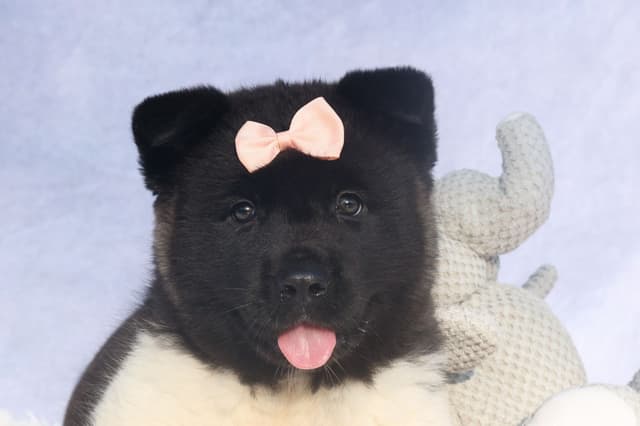 Playful & Adorable Akita Puppies media 10