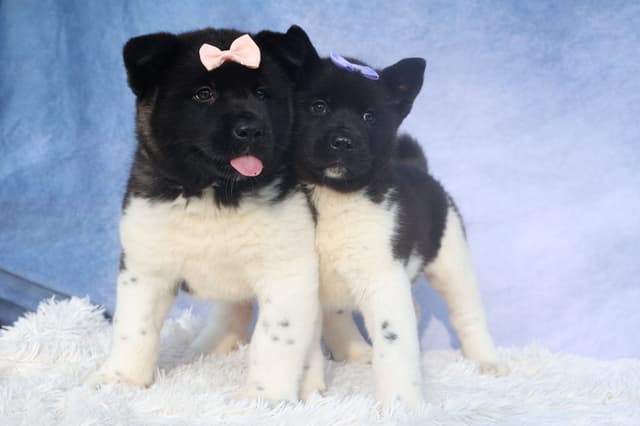 Playful & Adorable Akita Puppies media 11