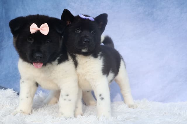 Playful & Adorable Akita Puppies media 12