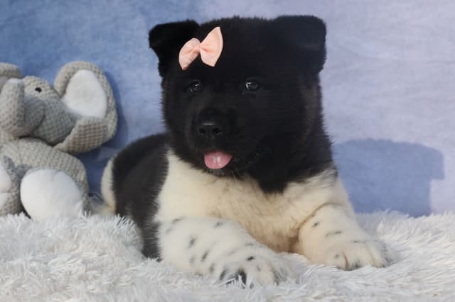 Playful & Adorable Akita Puppies media 13