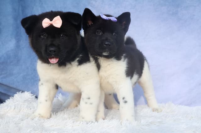Playful & Adorable Akita Puppies media 14