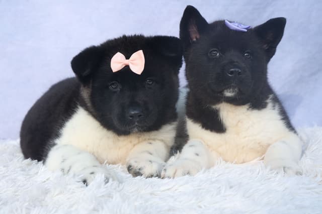 Playful & Adorable Akita Puppies media 15