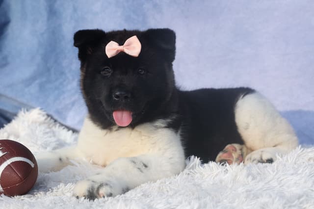 Playful & Adorable Akita Puppies media 16