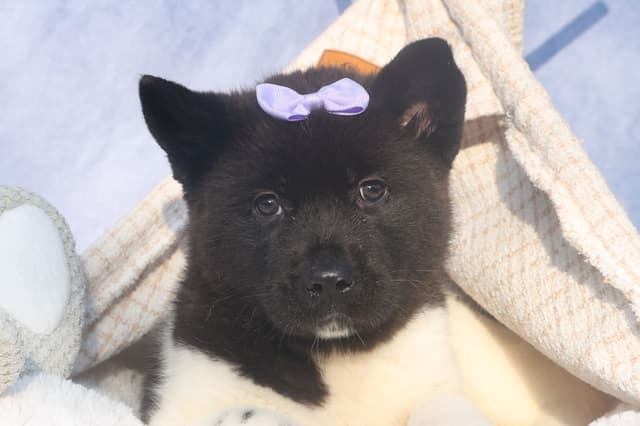 Playful & Adorable Akita Puppies media 17