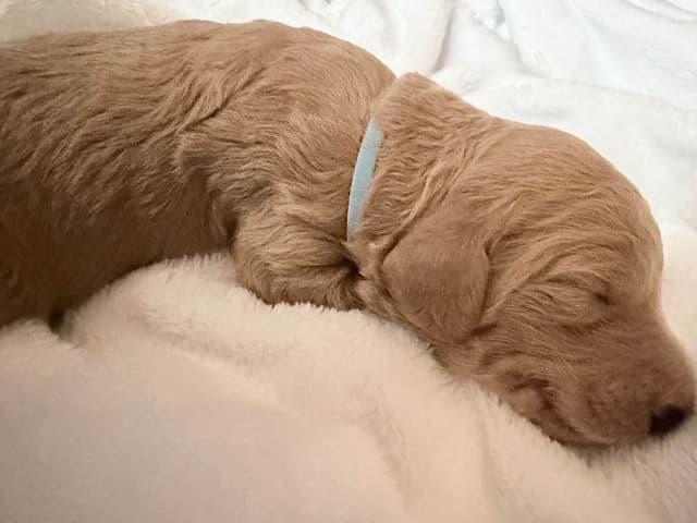 Champion Bloodline Standard Poodle Puppies media 2