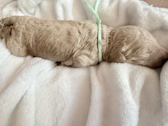 Champion Bloodline Standard Poodle Puppies media 3